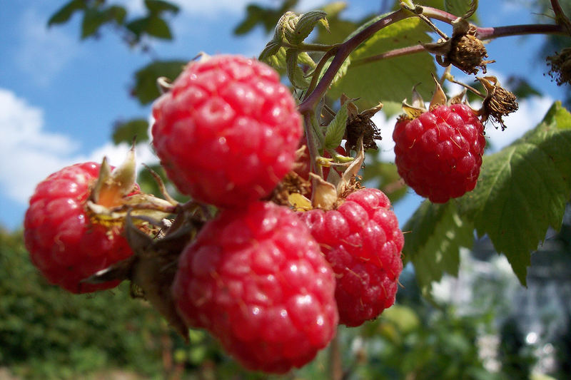 Die Größten Himbeeren der Welt