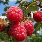 Die Größten Himbeeren der Welt