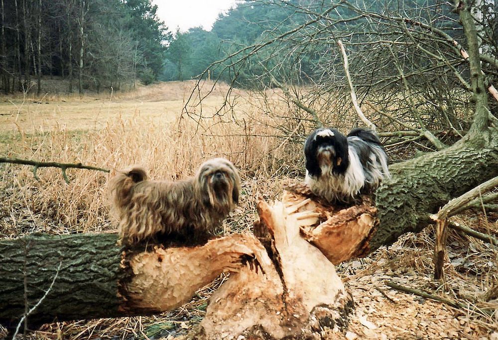 Die größten Schädlinge des märkischen Waldes ...