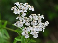 Die Großblättrige Schafgarbe (Achillea macrophylla)