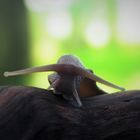 Die große Achatschnecke