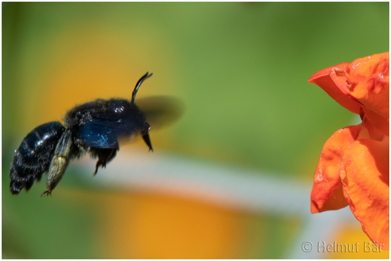 Die große blaue Holzbiene