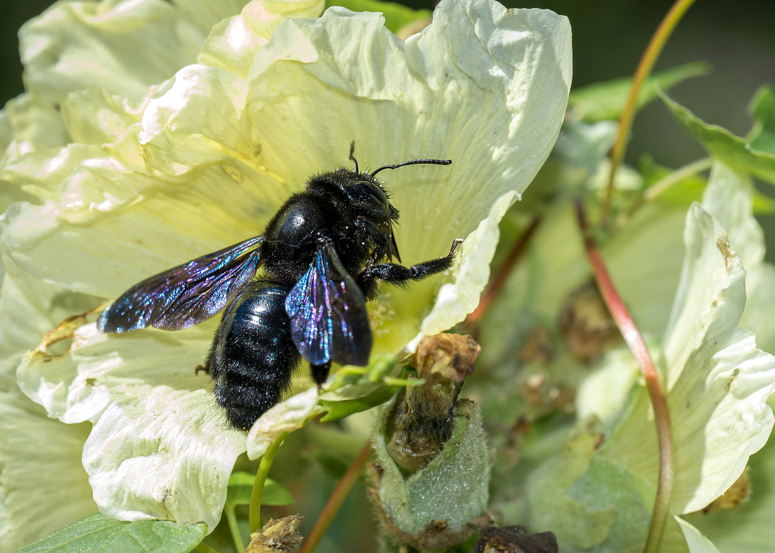 Die Große Blaue Holzbiene  (Xylocopa violacea)