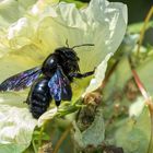 Die Große Blaue Holzbiene  (Xylocopa violacea)