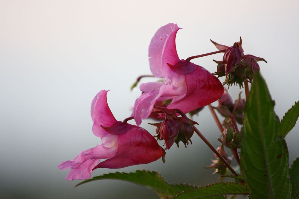 die große Blüte