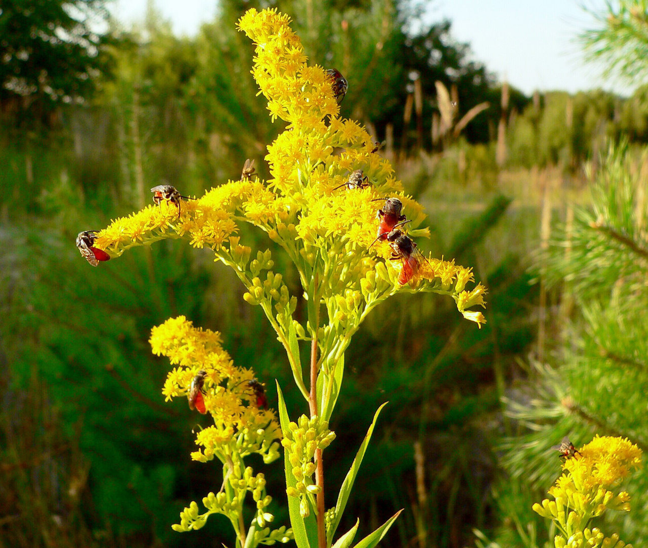 Die Große Blutbiene- (Sphecodes albilabris) auf Goldrute