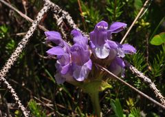 Die Große Braunelle (Prunella grandiflora)