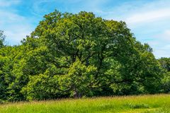 die große eiche...