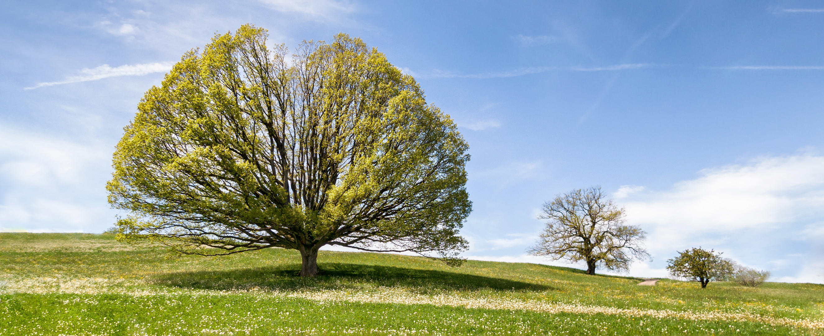 Die grosse Eiche Foto & Bild | landschaften, bäume, frühling Bilder auf ...
