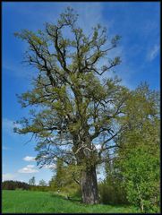 Die Große Eiche von Ottersdorf