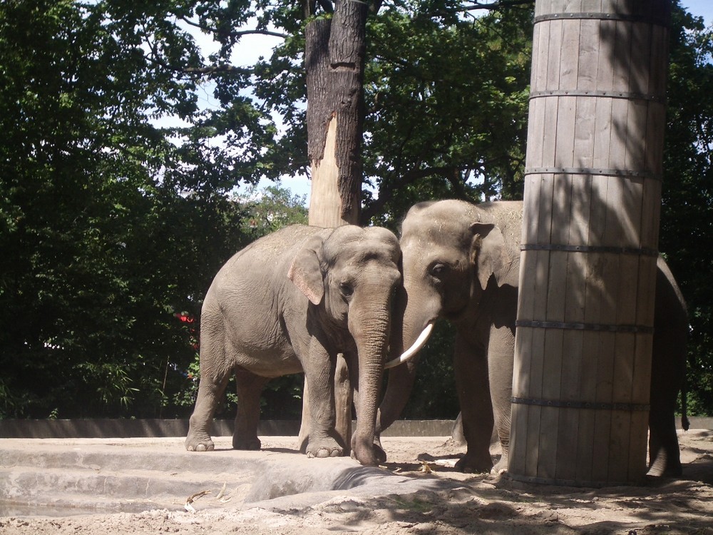 Die Große Elefanten liebe Foto & Bild | tiere, zoo, wildpark ...