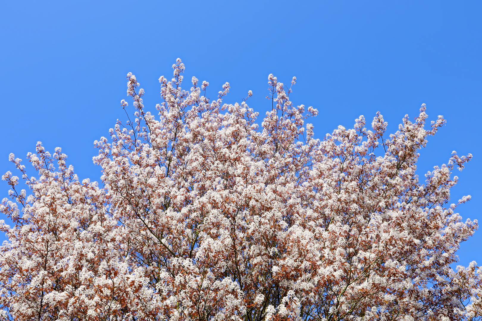 die grosse Felsenbirne legt los  -  the big rock pear gets started