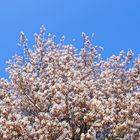 die grosse Felsenbirne legt los  -  the big rock pear gets started