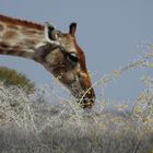 Die große Giraffe ernährt sich von kleinen Blüten.