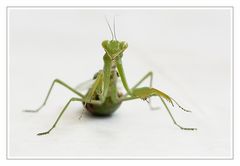 Die große Gottesanbeterin (Mantis)