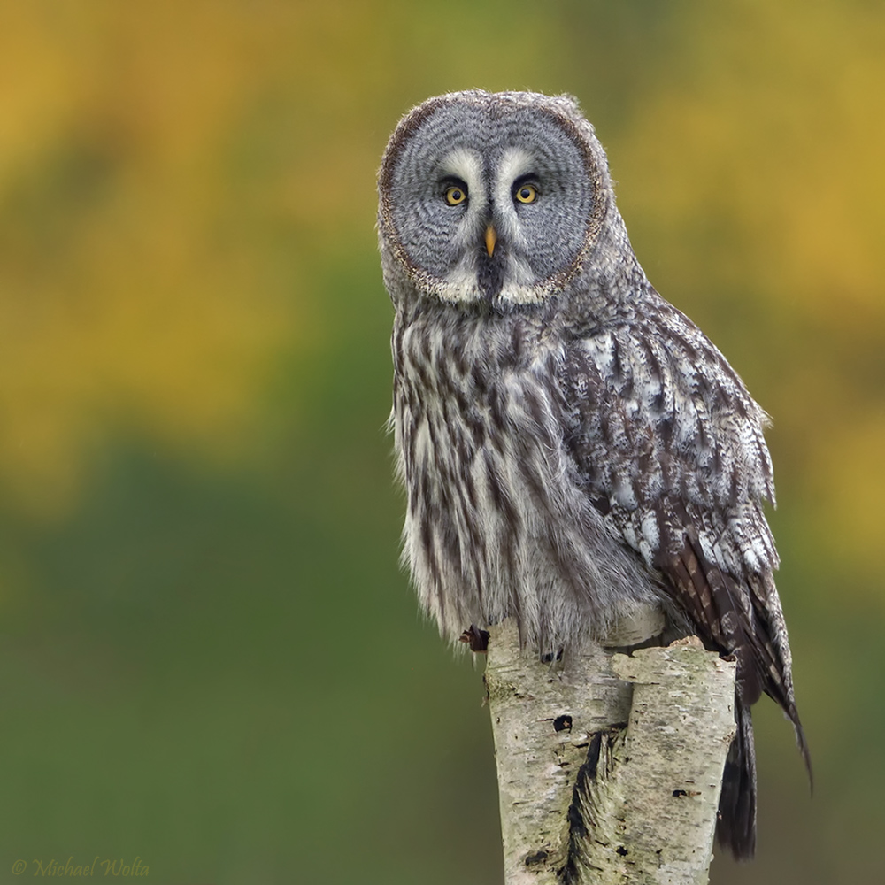 Die große Graue Foto & Bild | natur, herbst, farben Bilder auf