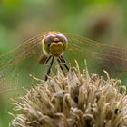 Die Große Heidelibelle (Sympetrum striolatum)