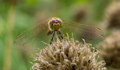 Die Große Heidelibelle (Sympetrum striolatum)