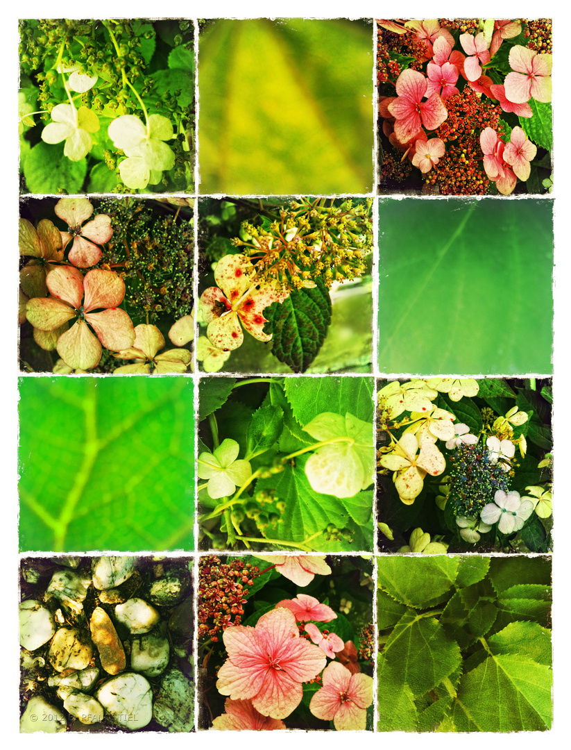 Die große Hortensien-Collage