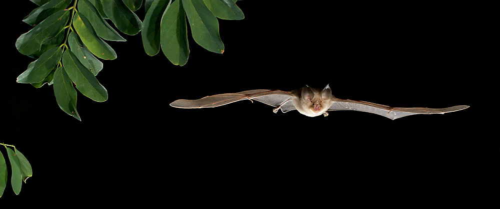Die Große Hufeisennase (Rhinolophus ferrumequinum) Foto & Bild