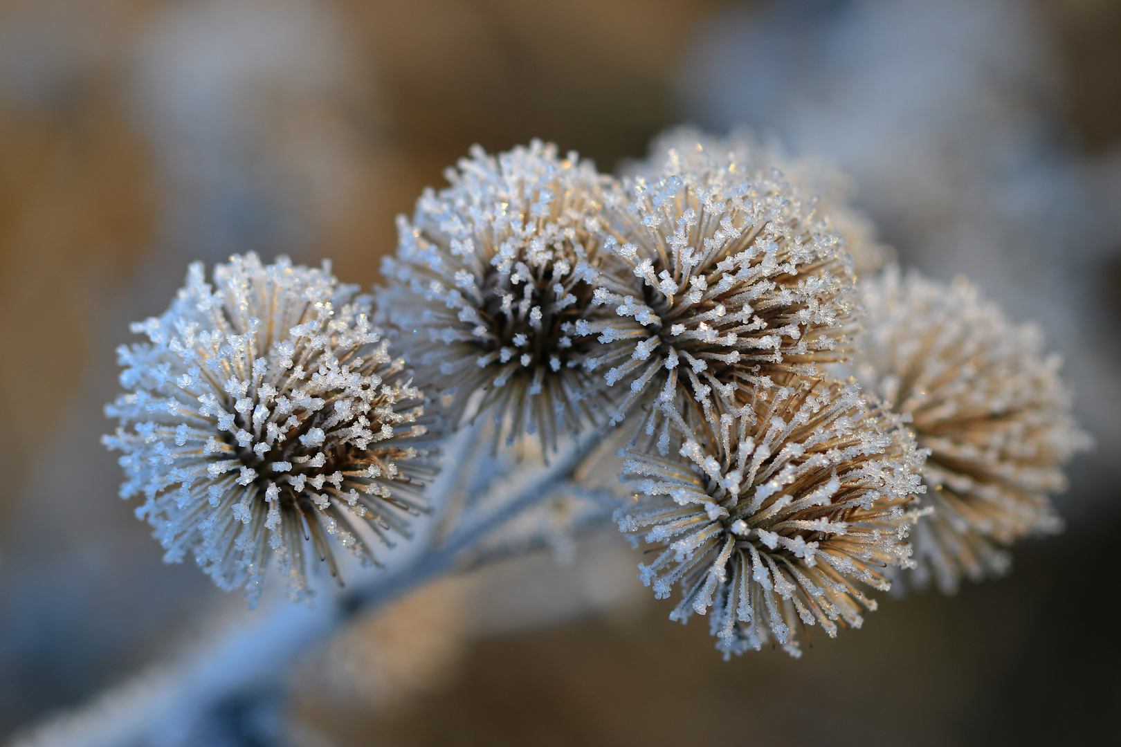 Die grosse Klette im Winter