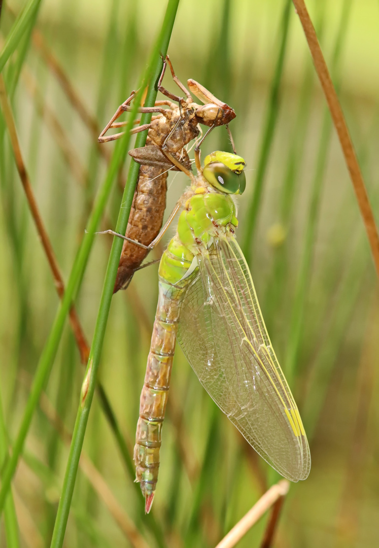 Die Große Königslibelle