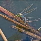 Die Große Königslibelle (Anax imperator) . . .