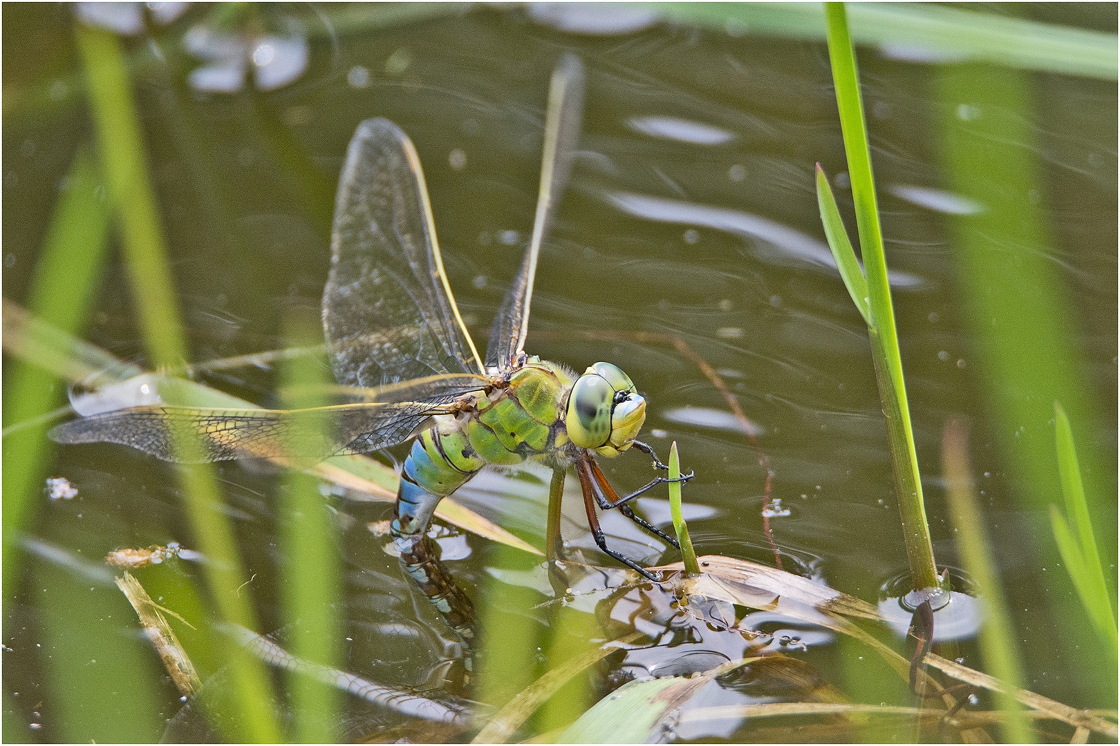 Die Große Königslibelle (Anax imperator) . . .