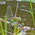 Die Große Königslibelle (Anax imperator) . . .