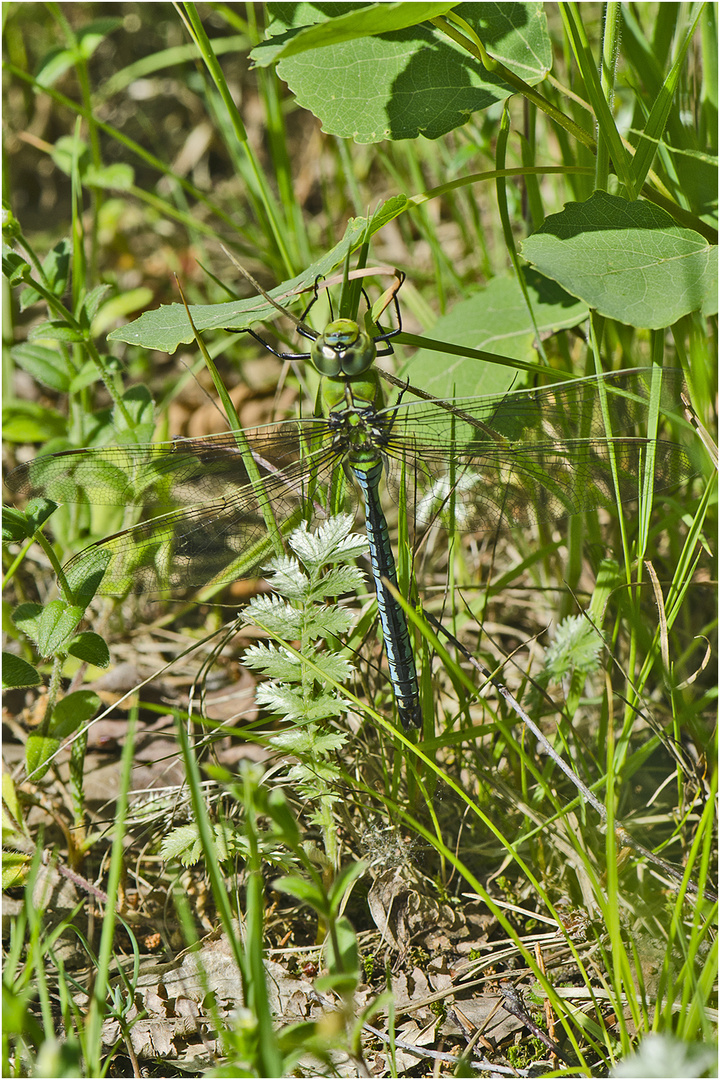 Die Große Königslibelle (Anax imperator) (1) überflog . . .