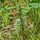 Die Große Königslibelle (Anax imperator) (1) überflog . . .