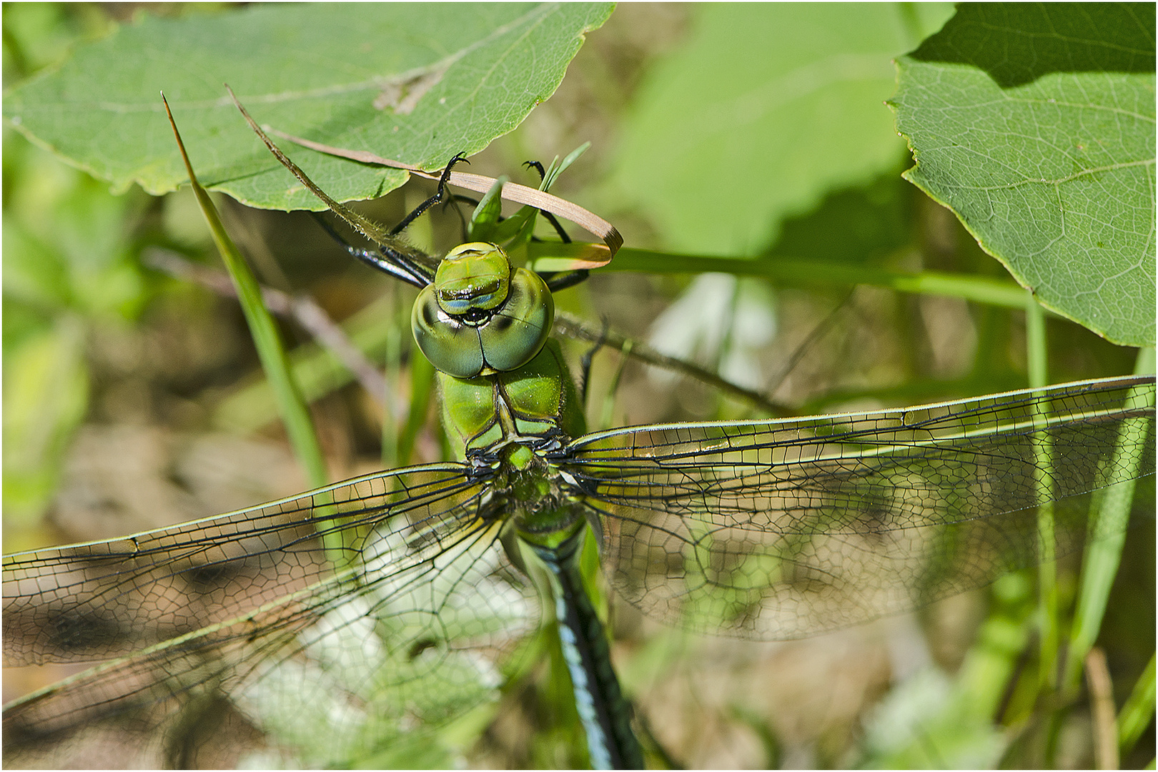 Die Große Königslibelle (Anax imperator) (2) überflog . . .