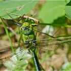 Die Große Königslibelle (Anax imperator) (2) überflog . . .