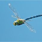 Die Große Königslibelle (Anax imperator) . . .