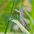 Die Große Königslibelle (Anax imperator) . . .