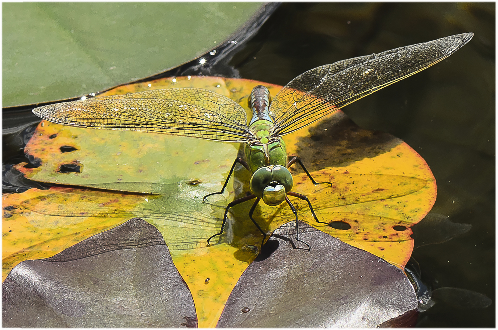 Die Große Königslibelle (Anax imperator)