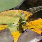 Die Große Königslibelle (Anax imperator)