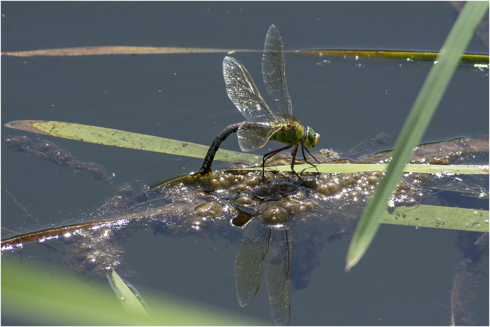 Die Große Königslibelle (Anax imperator) bei . . .