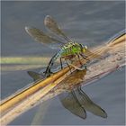 Die Große Königslibelle (Anax imperator) bei der . . .