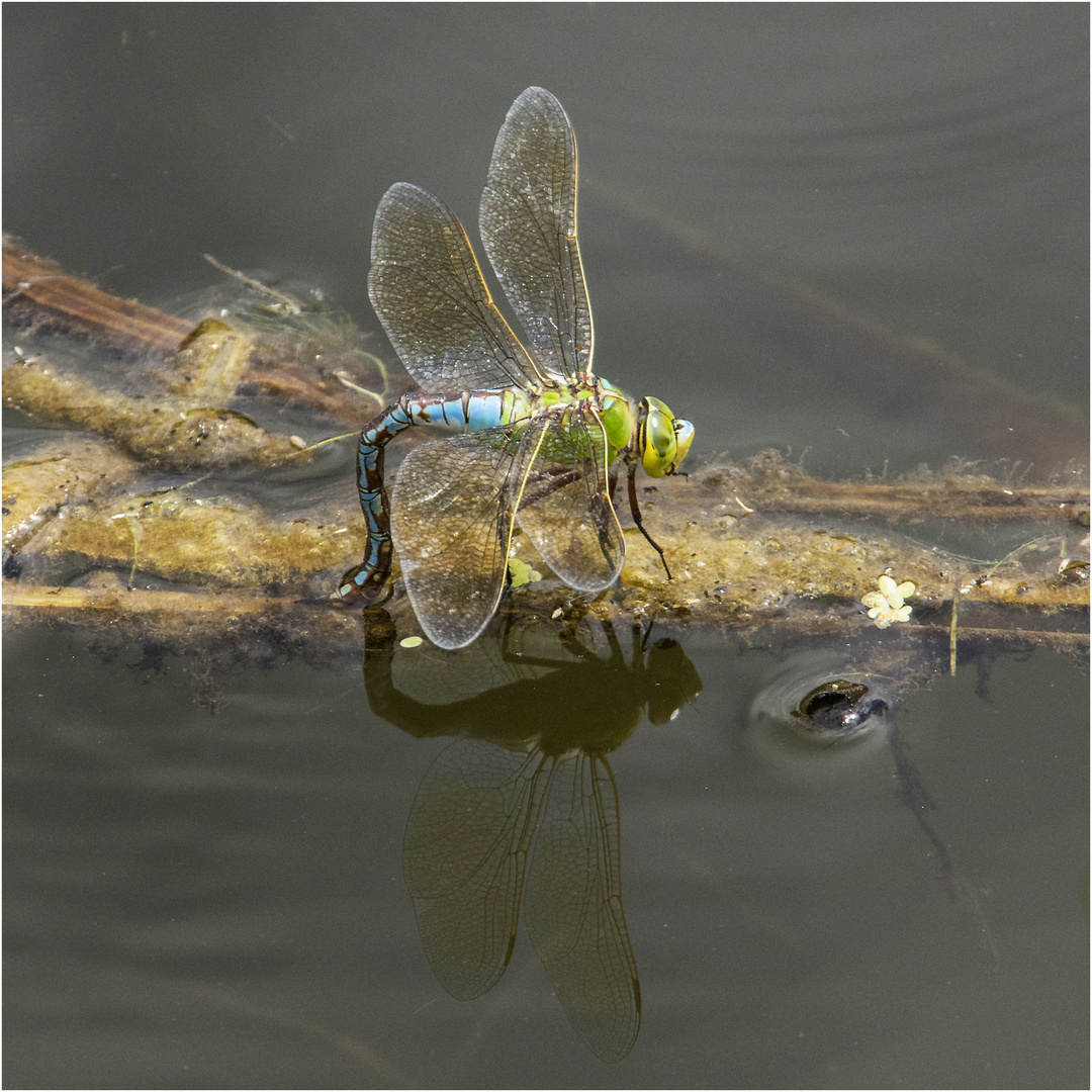 Die Große Königslibelle (Anax imperator) bei der Eiablage . . .