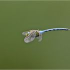 Die Große Königslibelle (Anax imperator) . . .