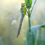 Die Große Königslibelle Anax imperator