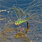 Die Große Königslibelle (Anax imperator) konnte ich . . .