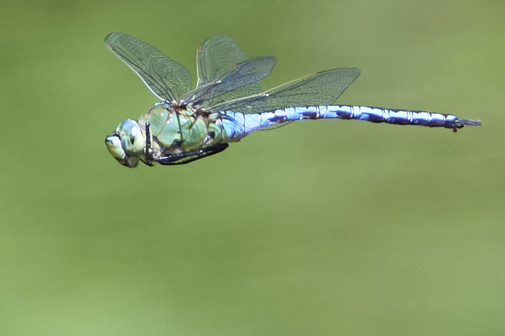 Die große Königslibelle auf Jagdflug