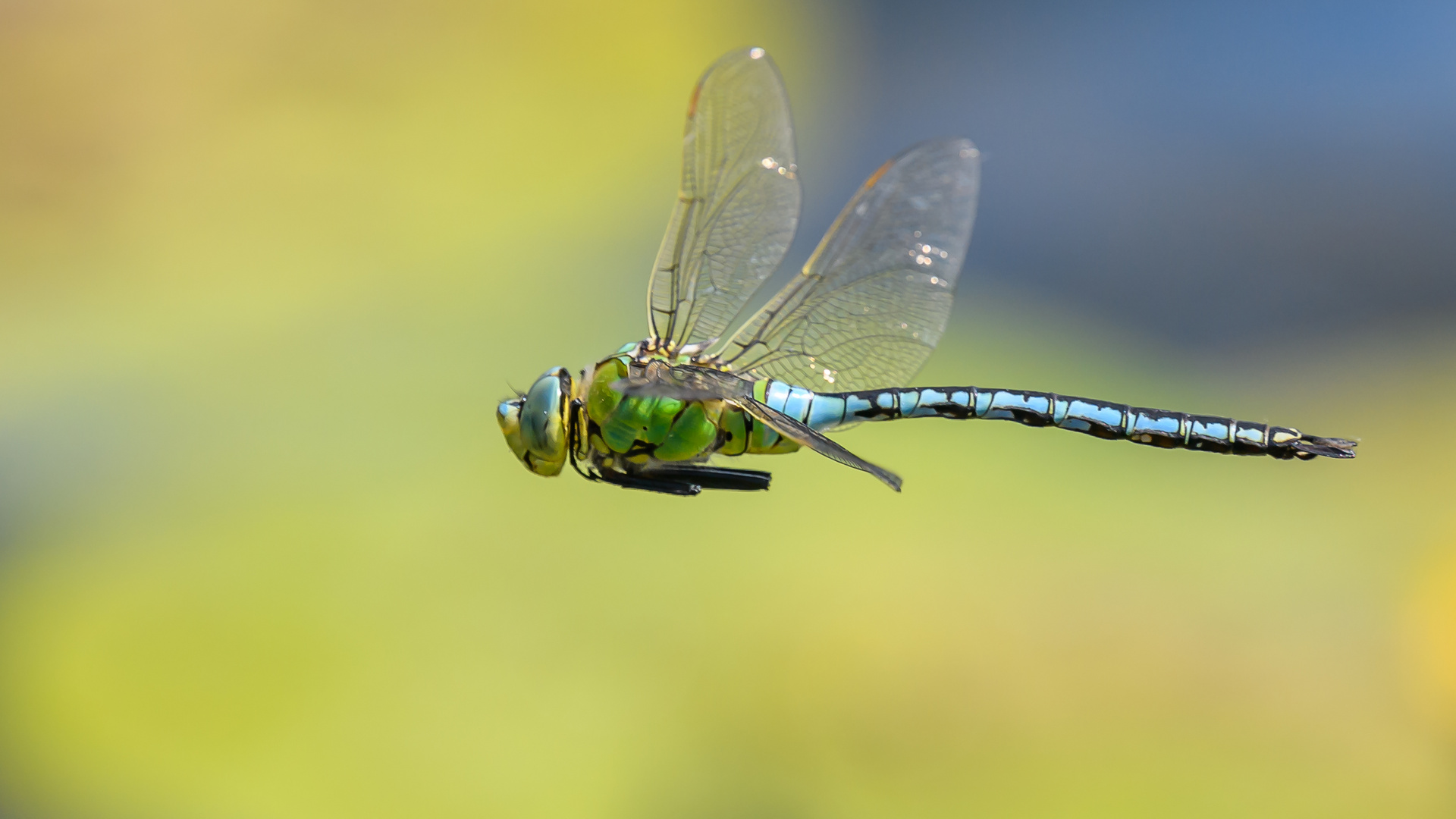 Die Grosse Königslibelle M (Anax imperator) ...