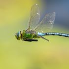 Die Grosse Königslibelle M (Anax imperator) ...