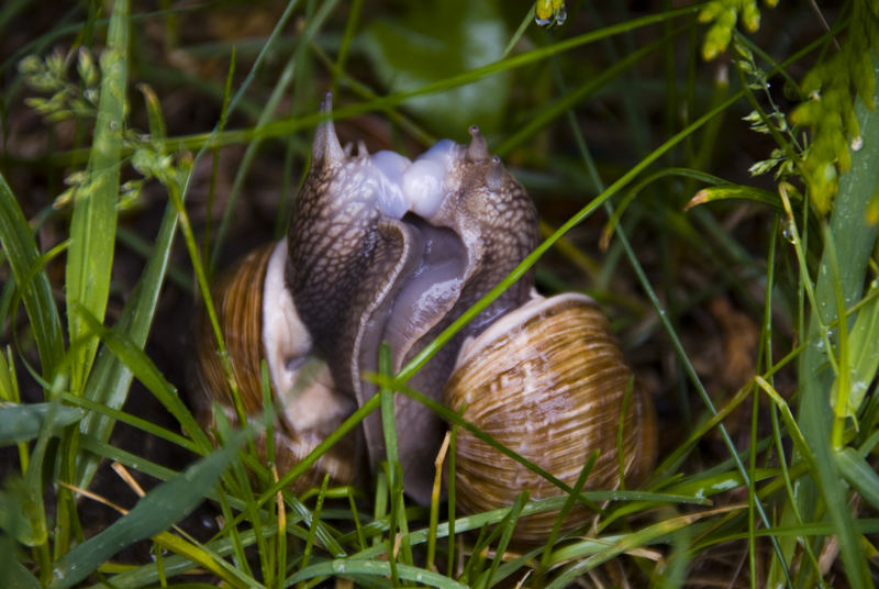 die große Liebe