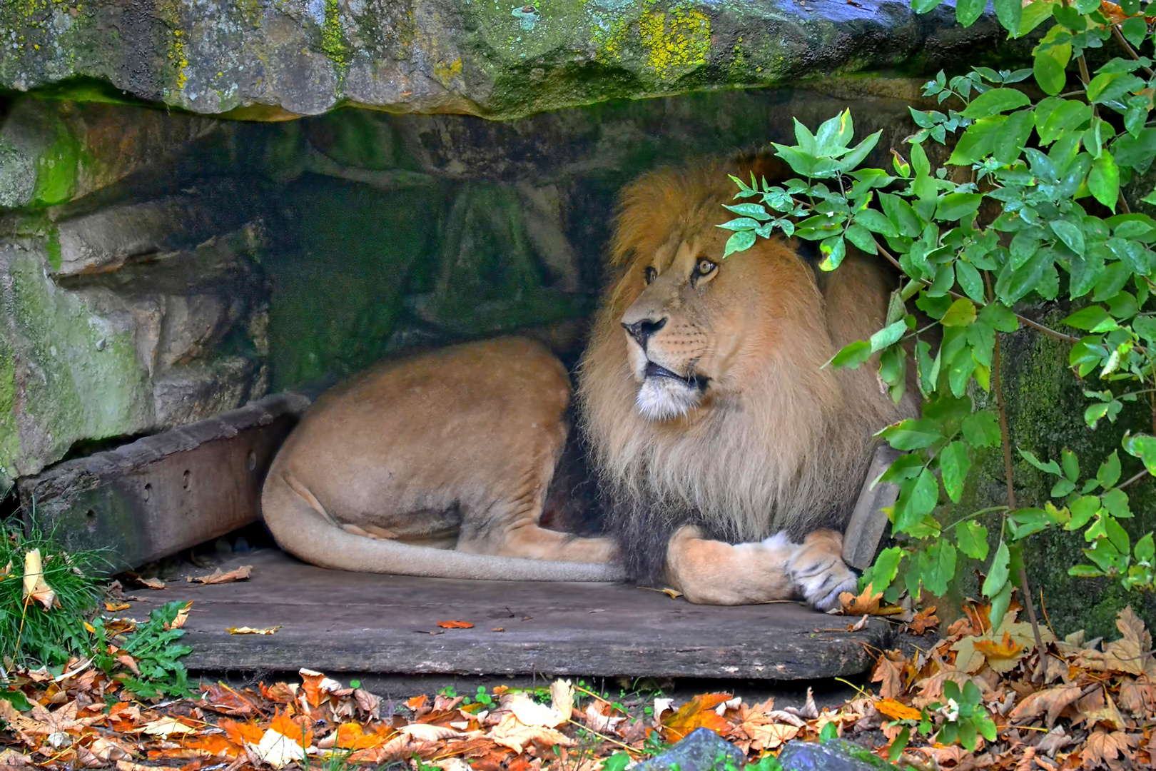 Die große Mietzekatze im Zoo Münster