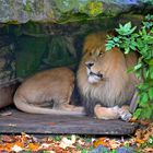 Die große Mietzekatze im Zoo Münster