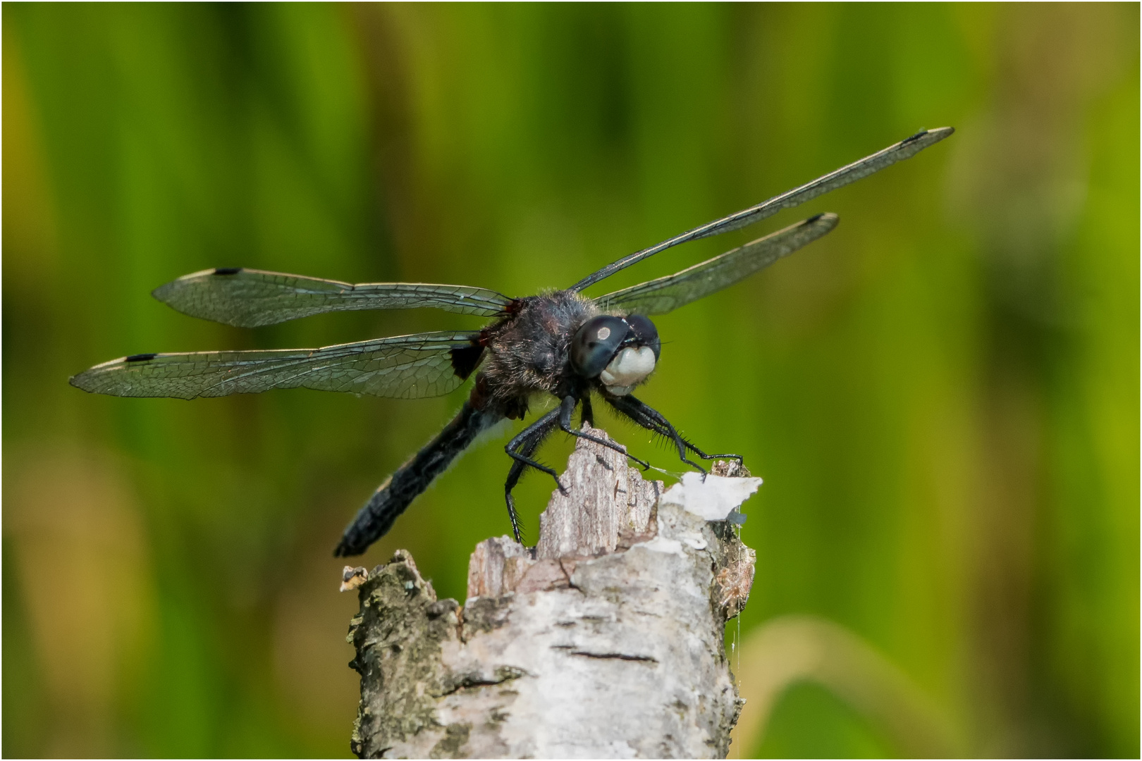 Die Große Moosjungfer - Leucorrhinia pectoralis - 4 -